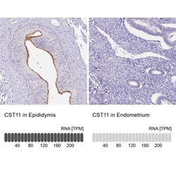 cystatin 11 Antibody, Novus Biologicals 25 &mu;L, Unlabeled:Antibodies,